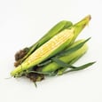 Bicolour Corn x6