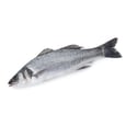 European Bass Whole FZ