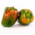 Suntan Bell Pepper 3 lb