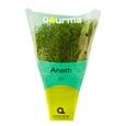 Dill
