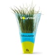 Chives
