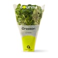 Watercress