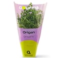 Origan