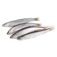 Fresh Whole Smelt