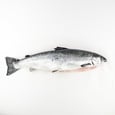 Fresh Whole Atlantic Salmon 4-6 lb