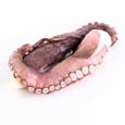 Octopus Legs