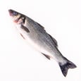 Spotted Sea Bass