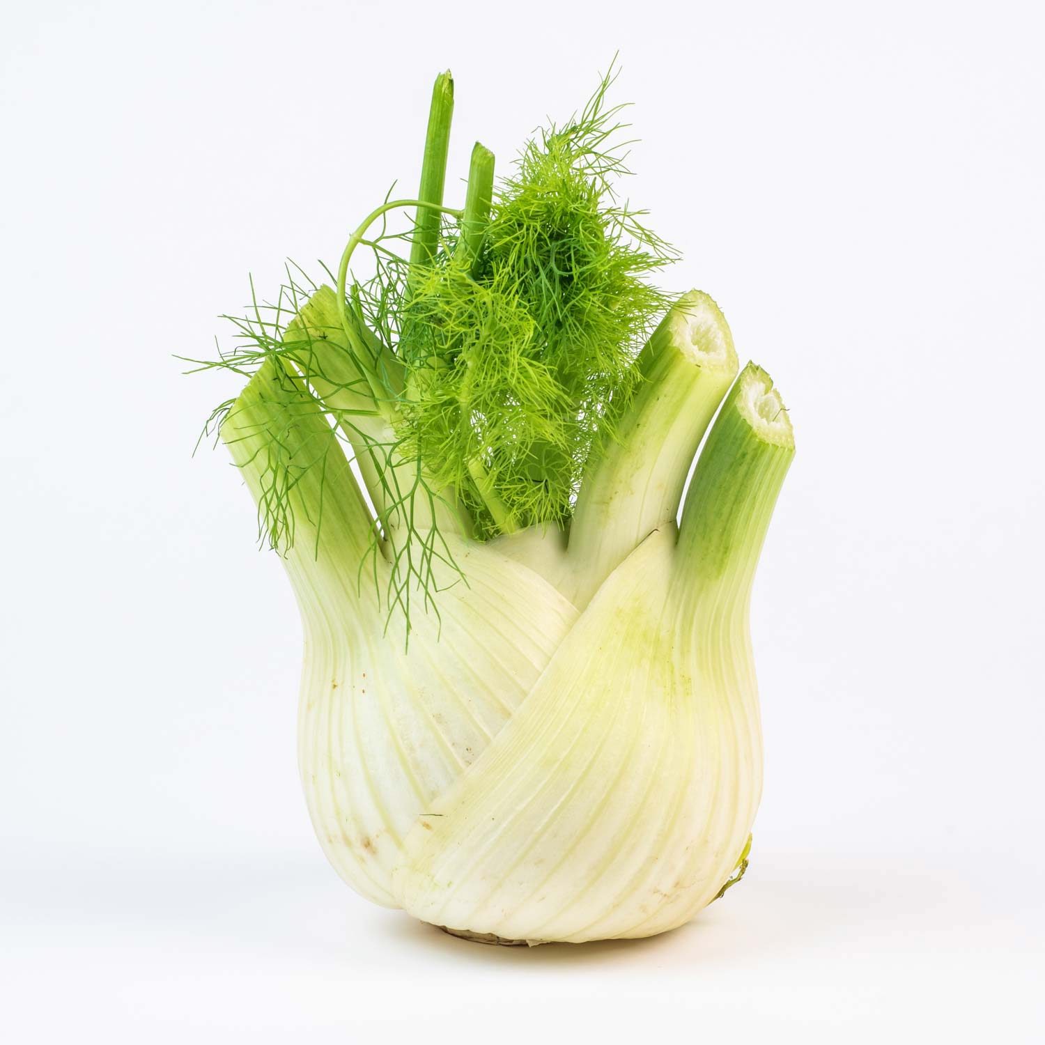 Fennel