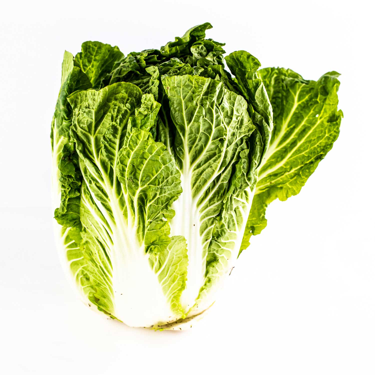 Nappa Cabbage
