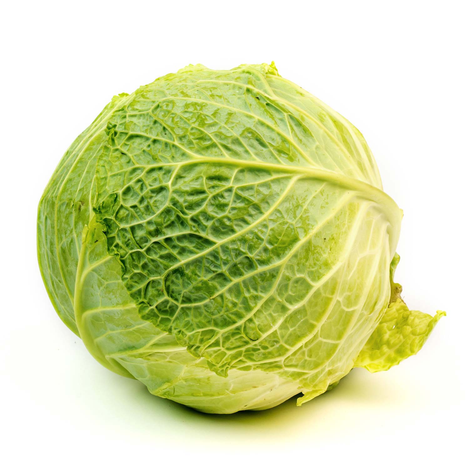 Savoy Cabbage