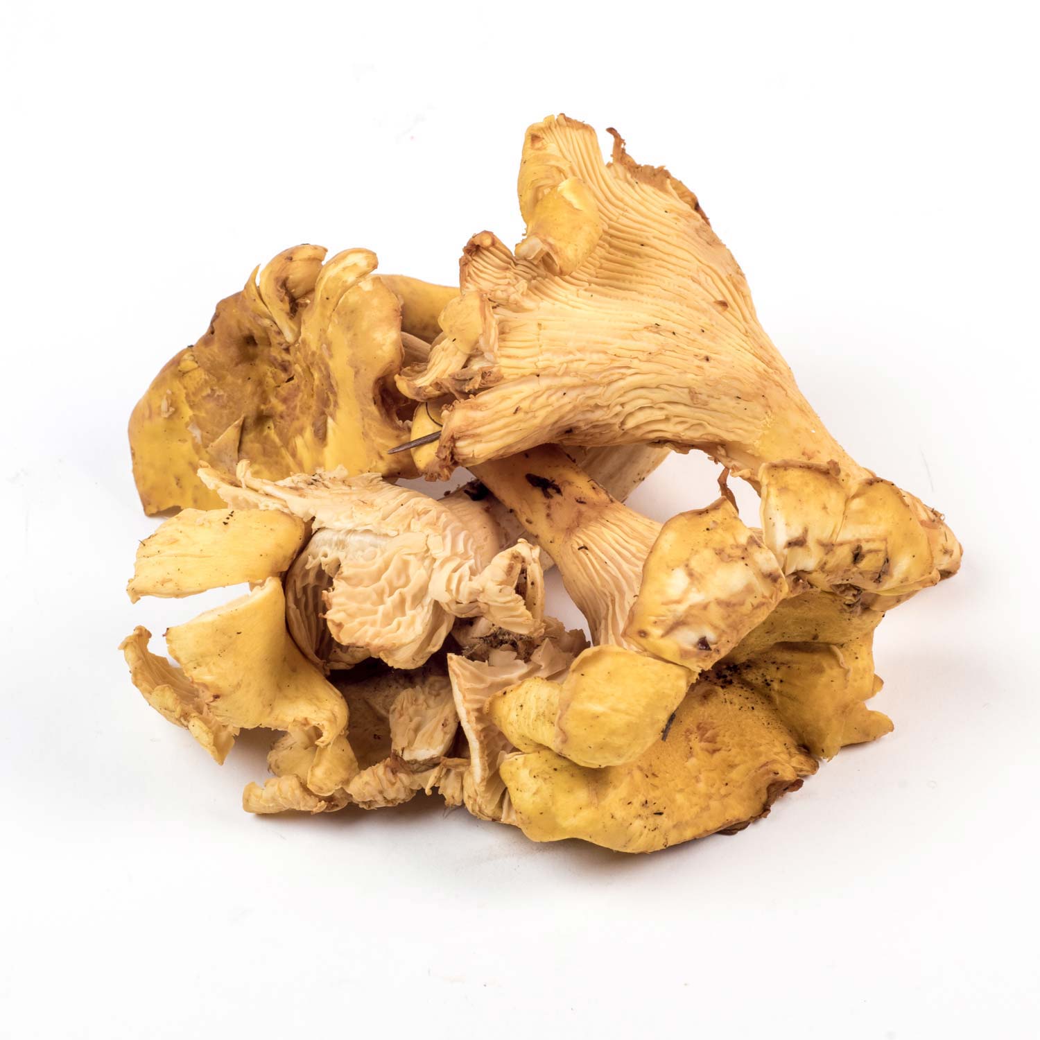 Oyster Mushrooms 2 lb