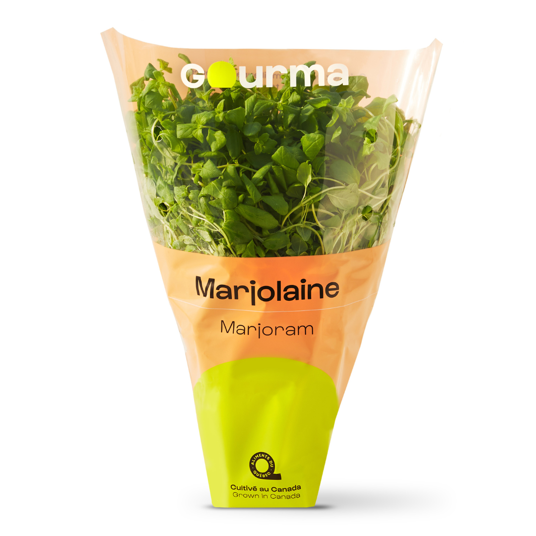 Origan Marjolaine
