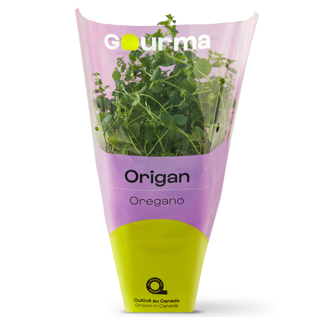 Origan