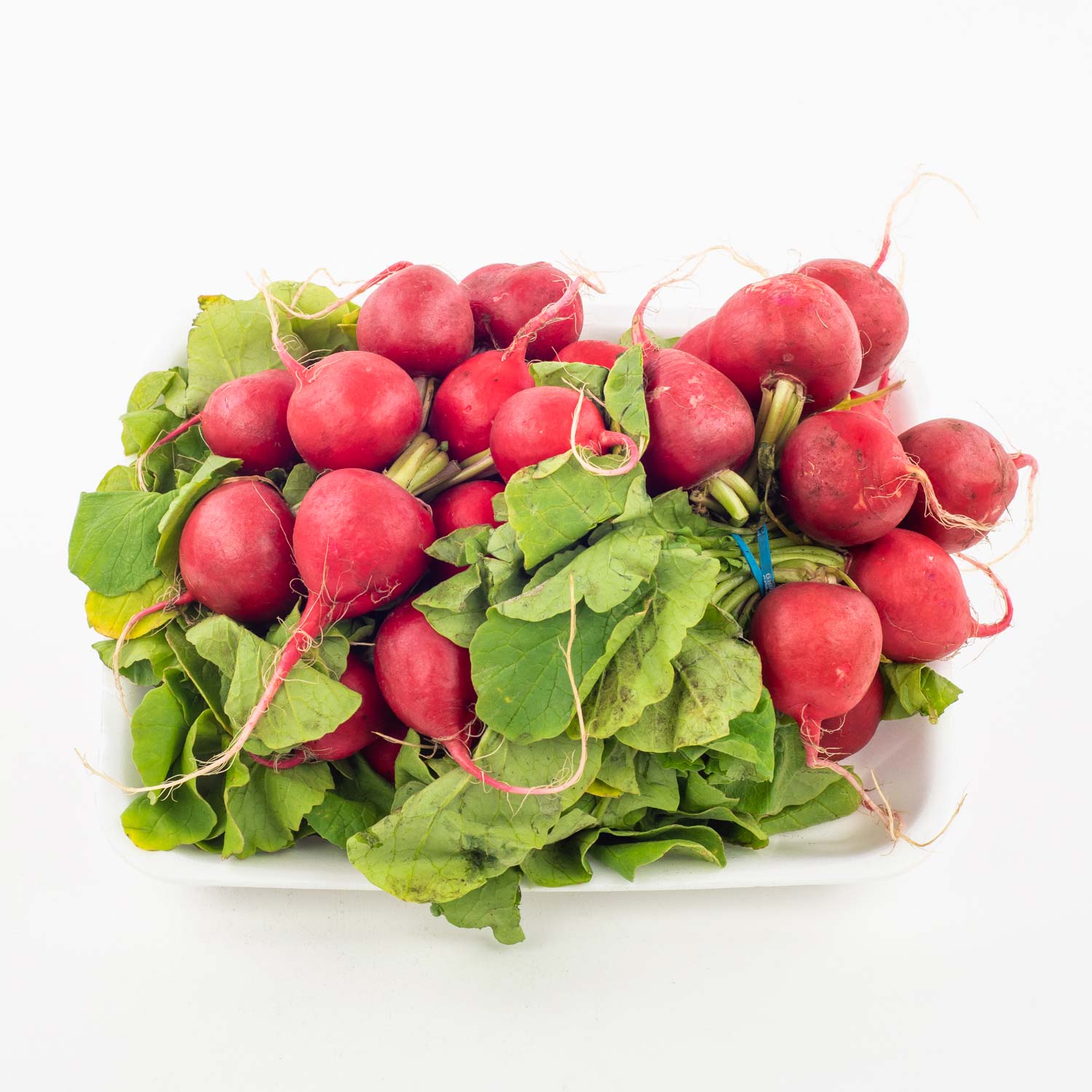 Pink Radish