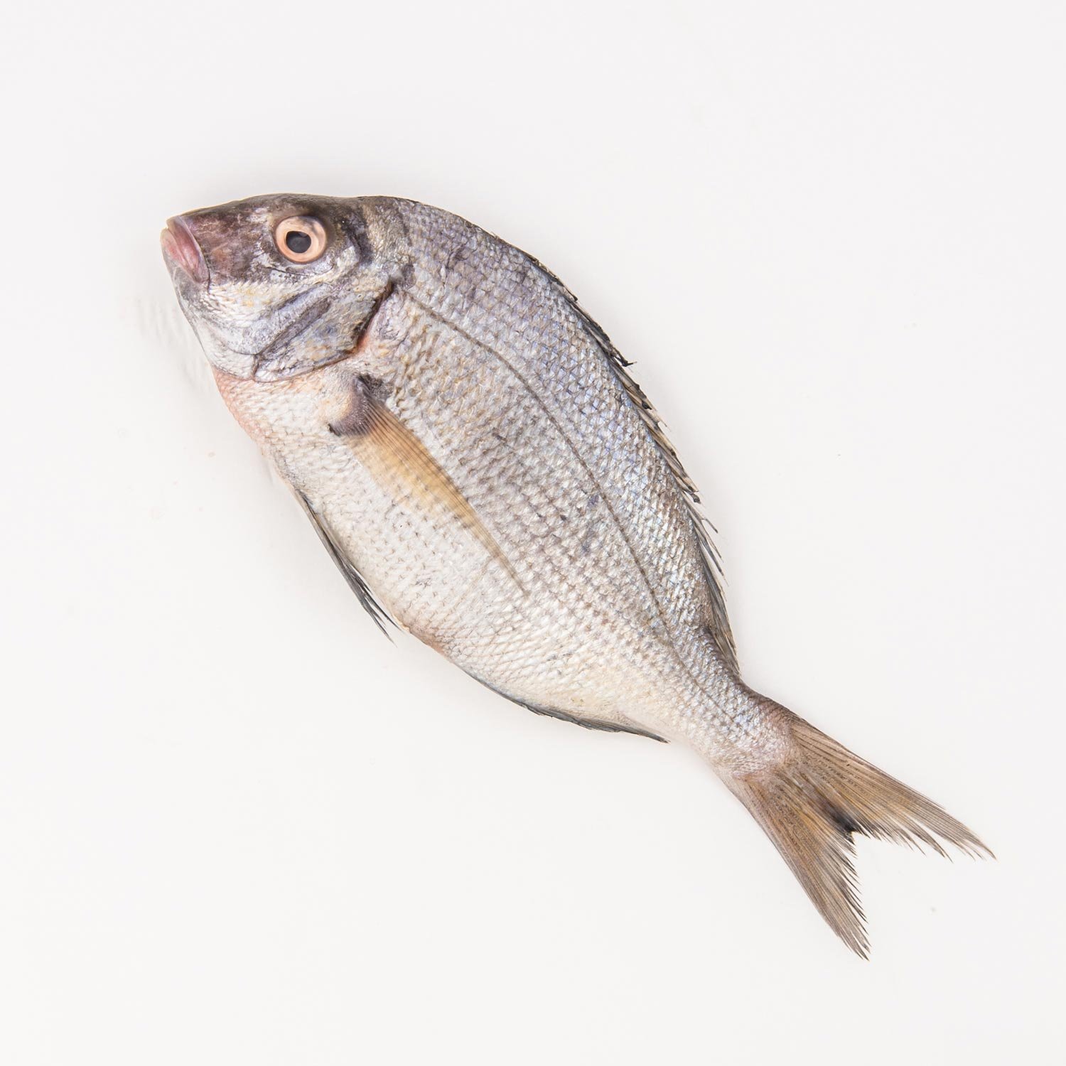 Whole Fresh Grey Sea Bream 500 g