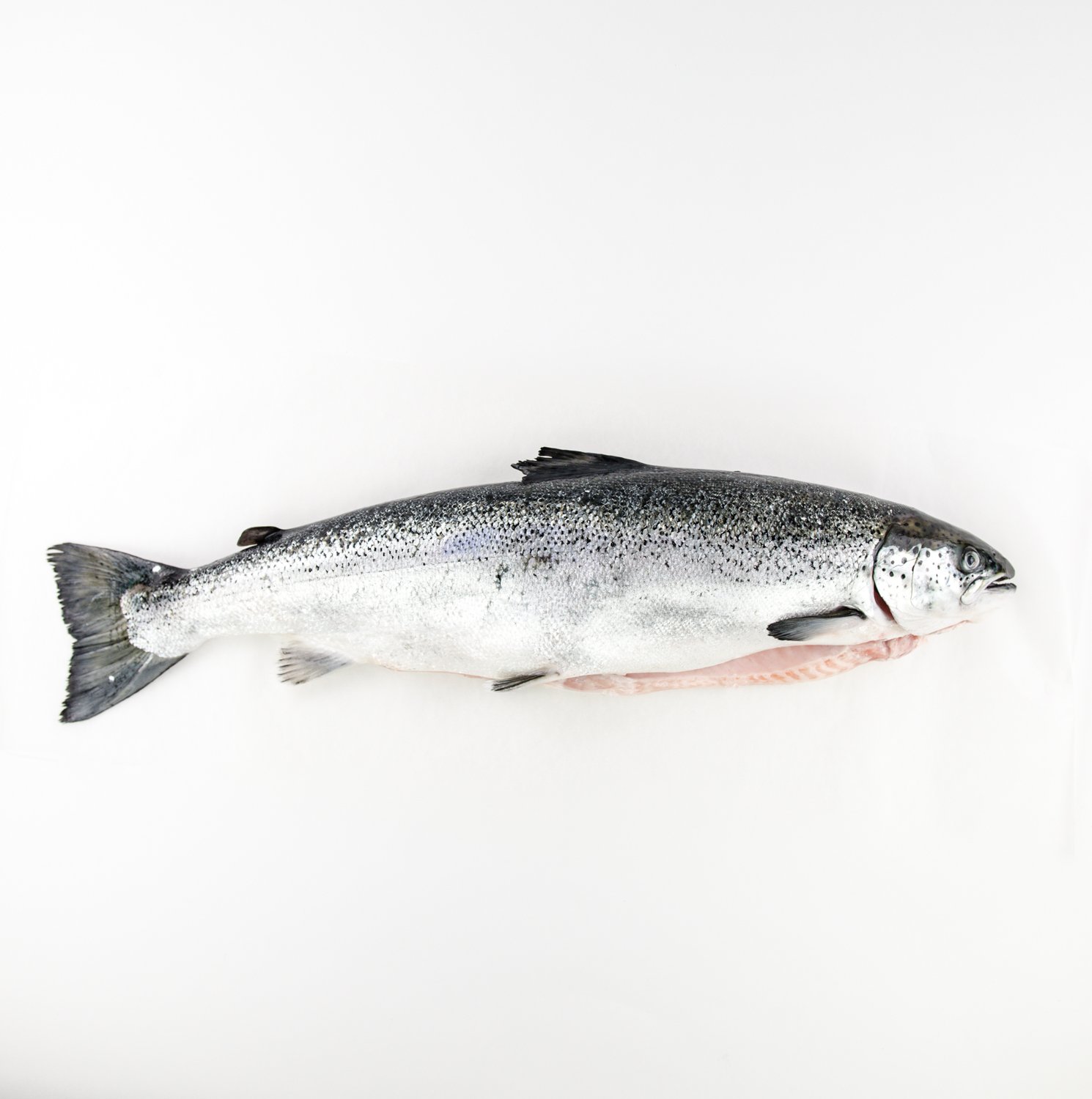 Fresh Whole Atlantic Salmon 4-6 lb