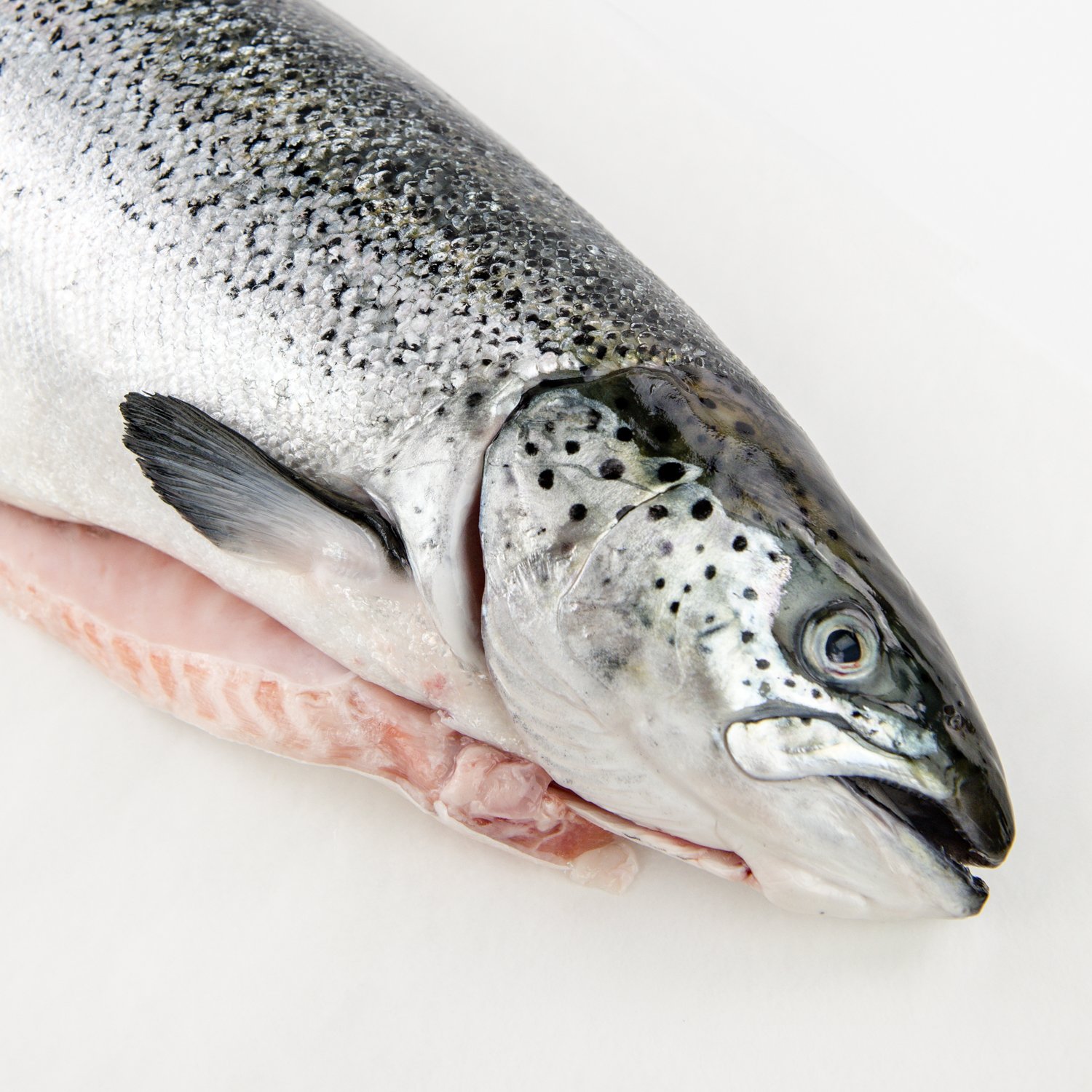 Fresh Whole Atlantic Salmon 4-6 lb-secondary-image
