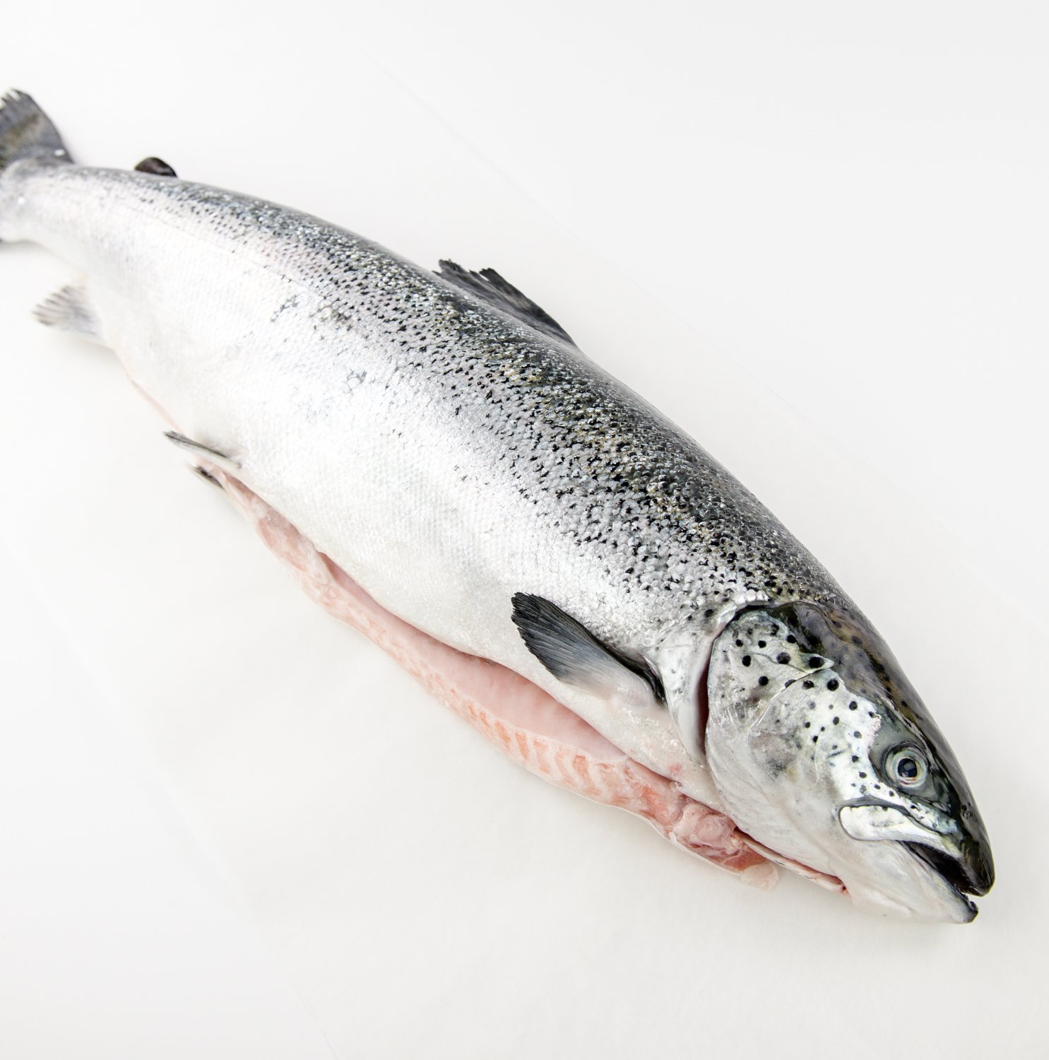 Fresh Whole Atlantic Salmon 4-6 lb-tertiary-image