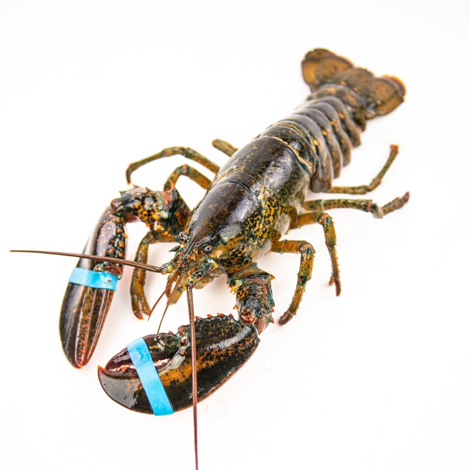 Cooked Fresh Lobster 1 - 2 lb-secondary-image