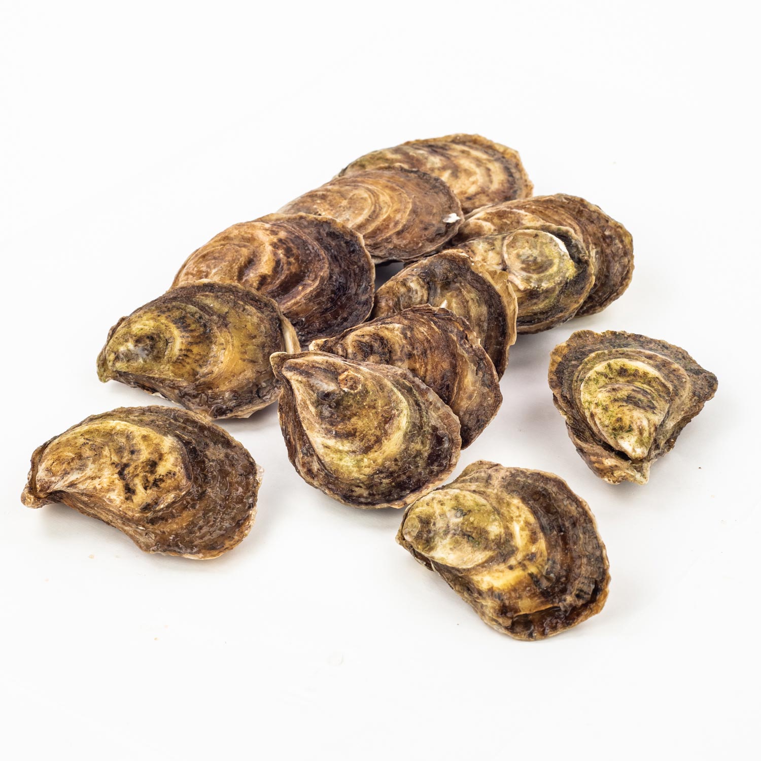 Beausoleil Oyster