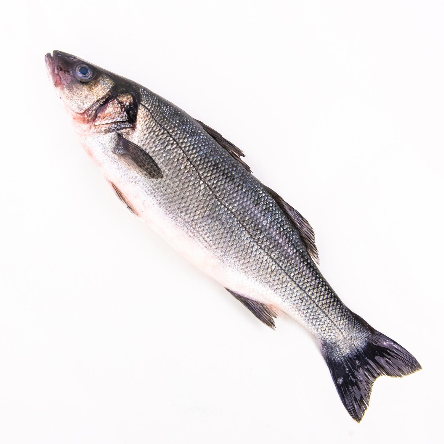 Spotted Sea Bass