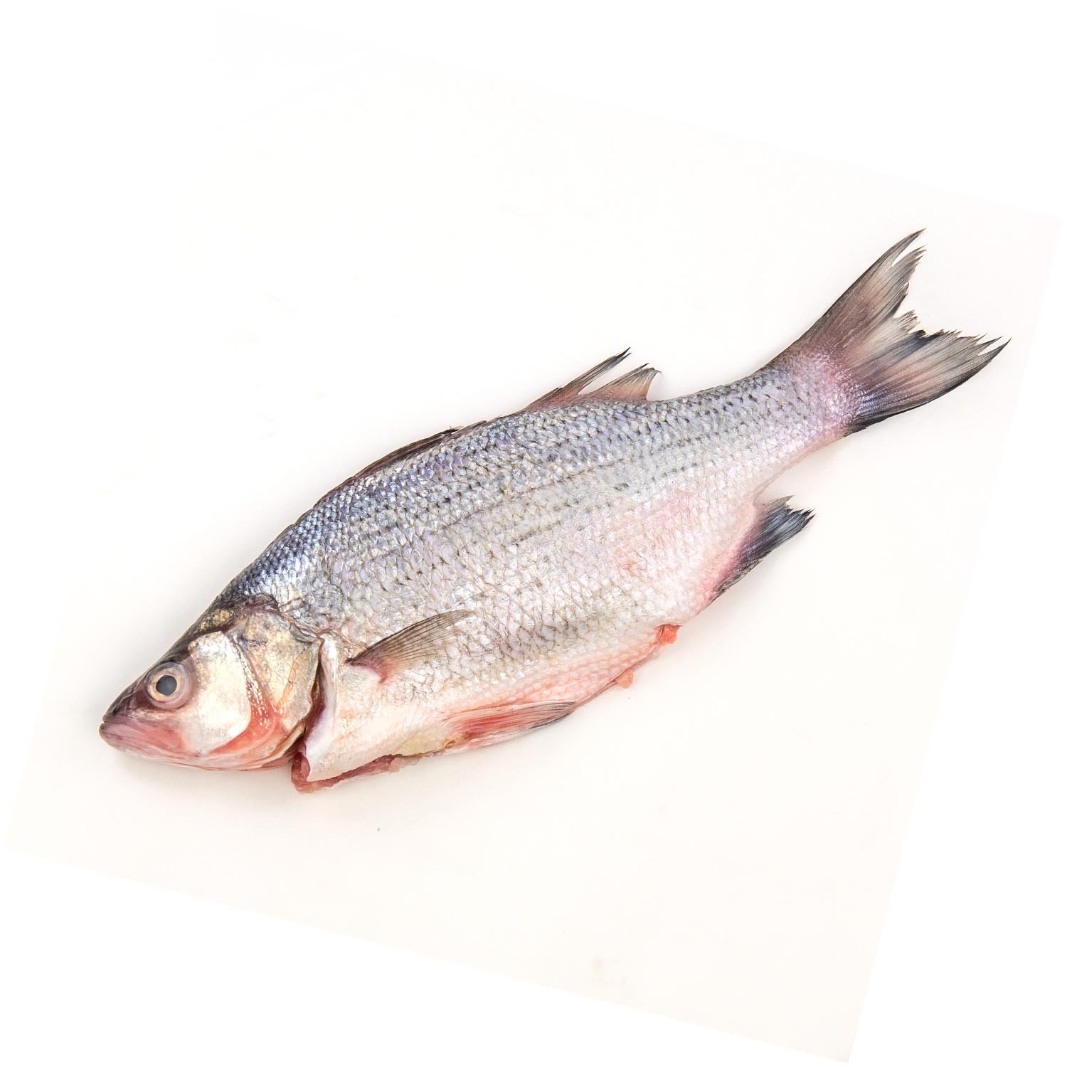 Fresh Whole White Sea Bass