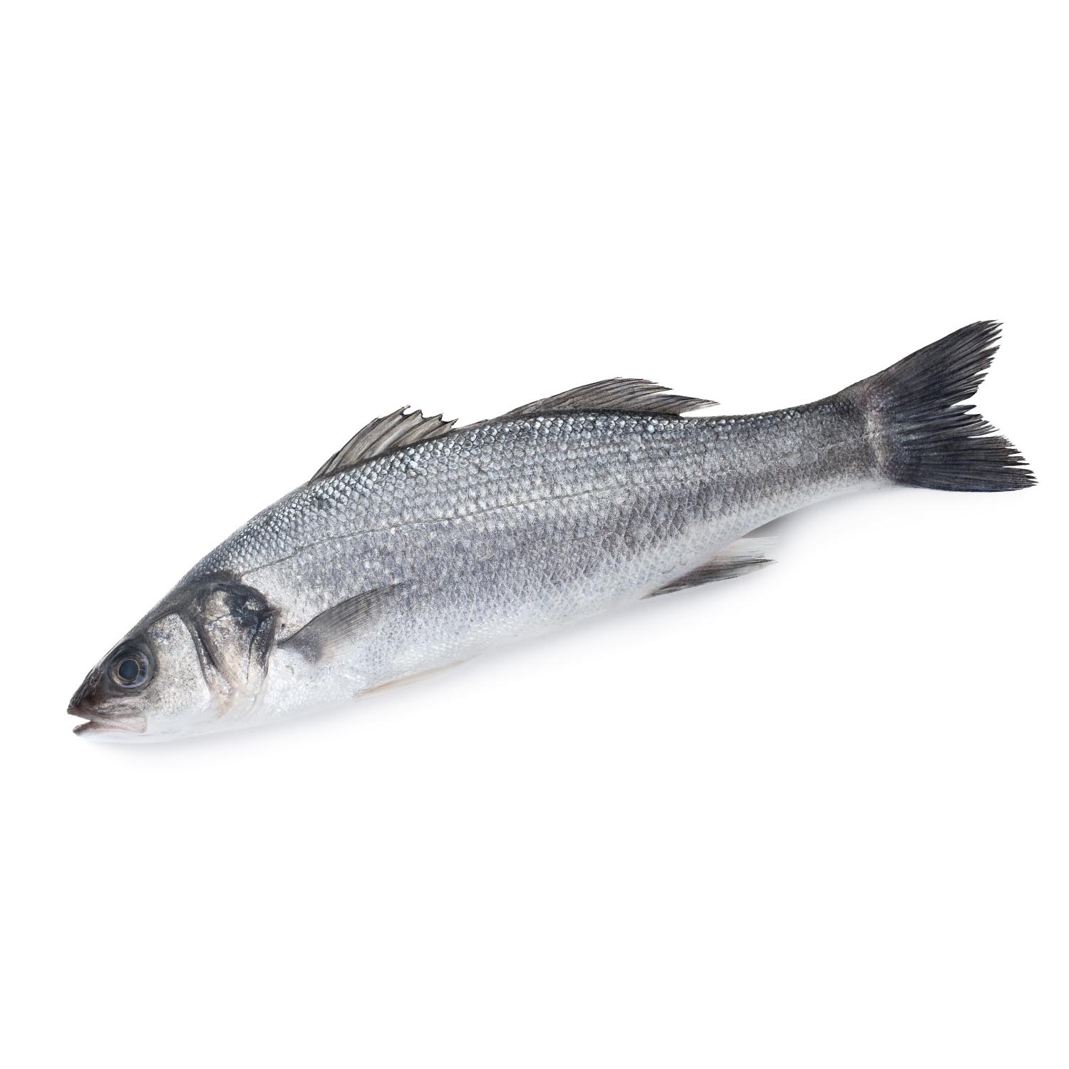 European Bass Whole Fresh