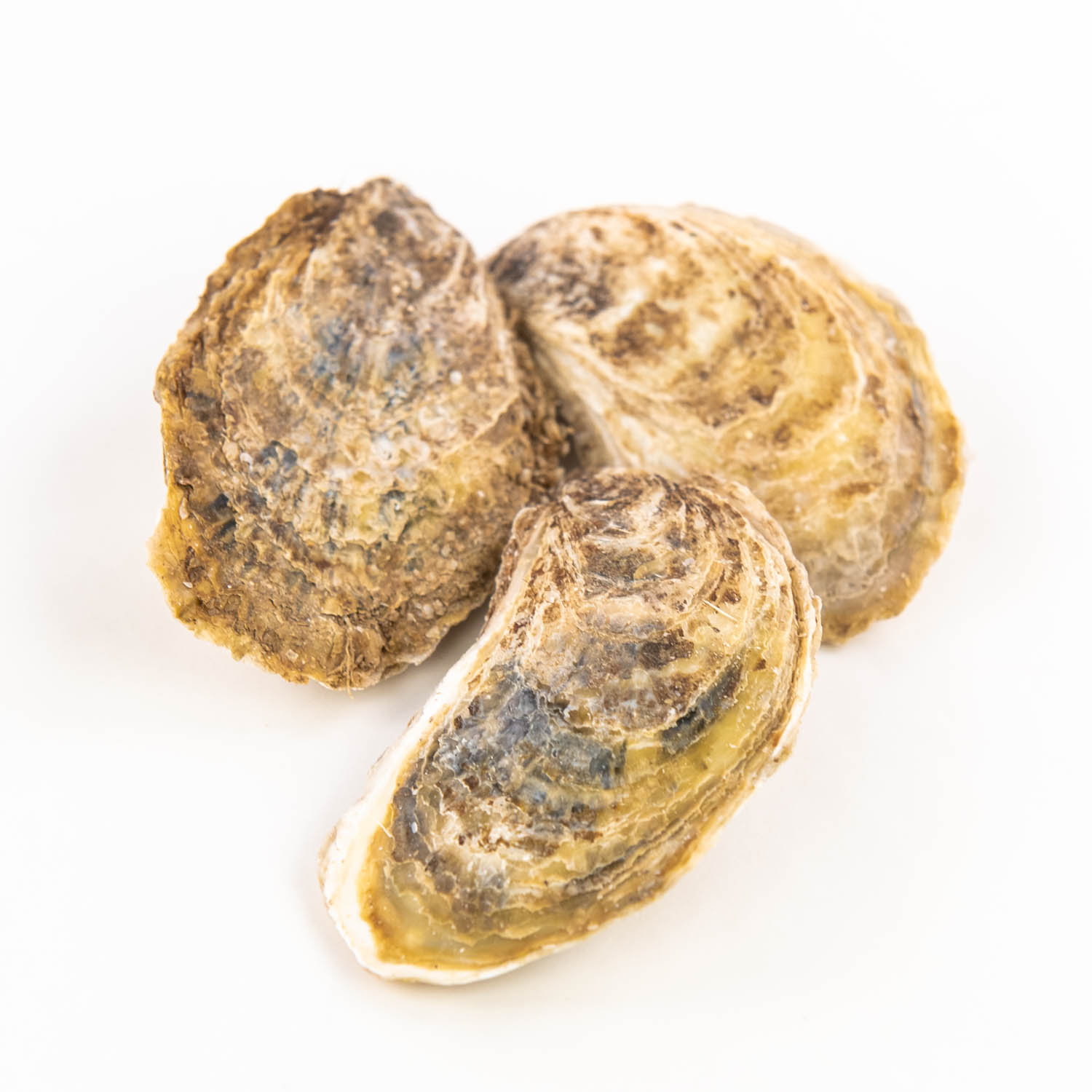 Caribou oysters