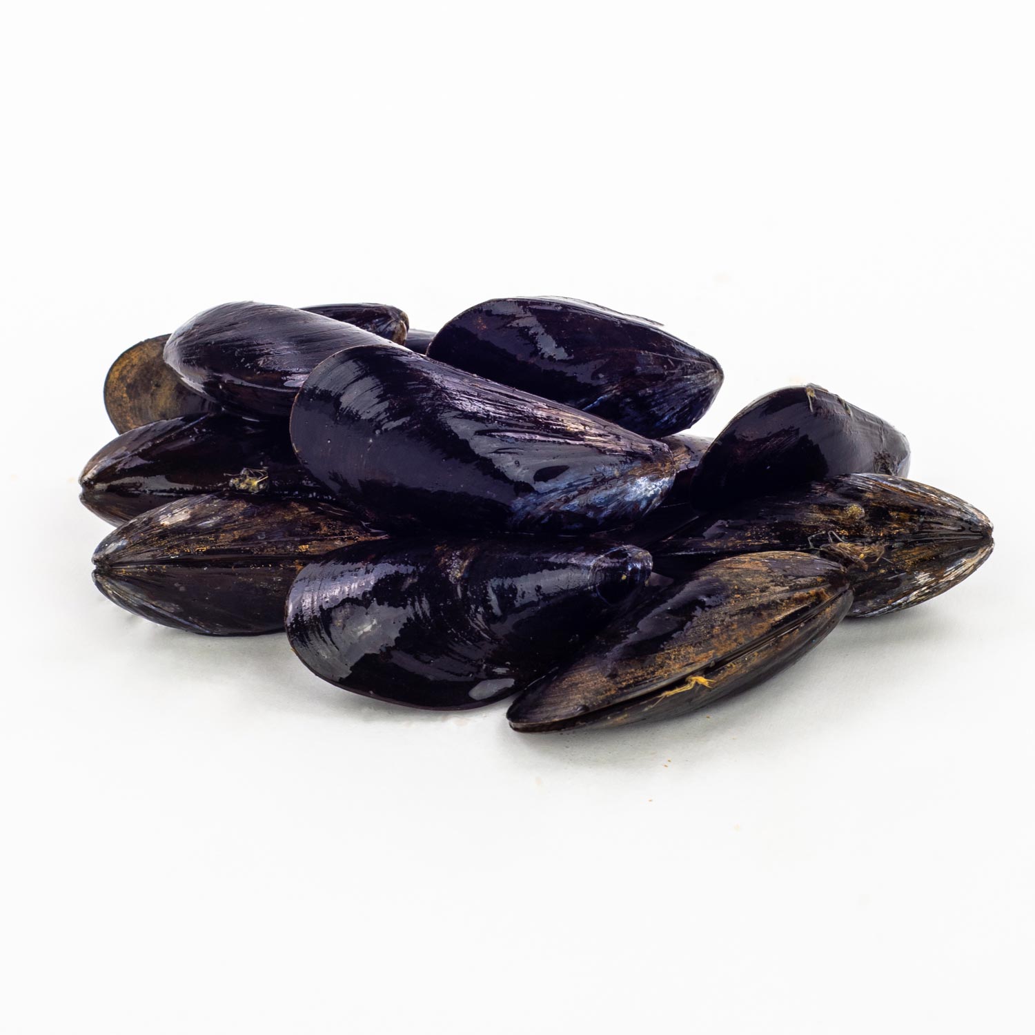 Newfoundland Mussel 908 g