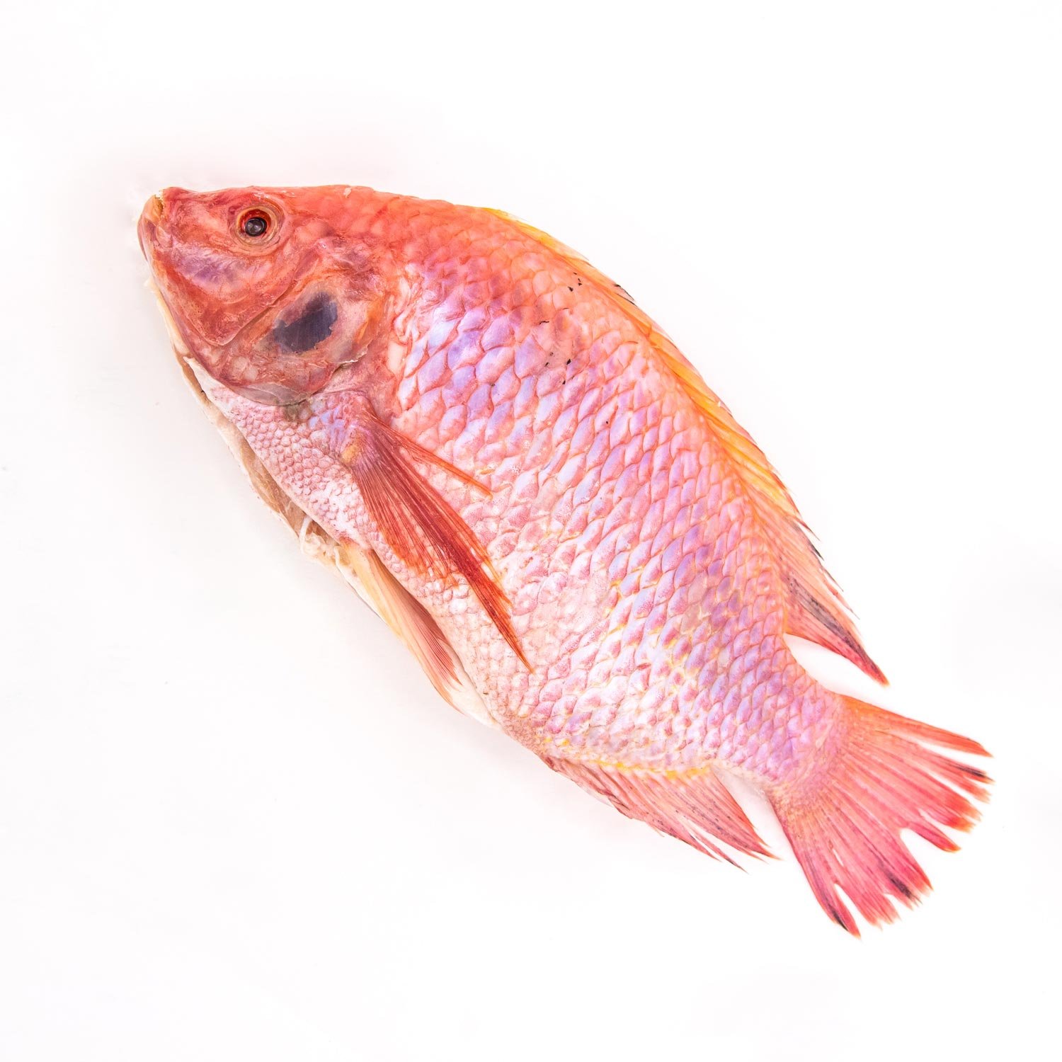 Whole Fresh Red Tilapia 450 g