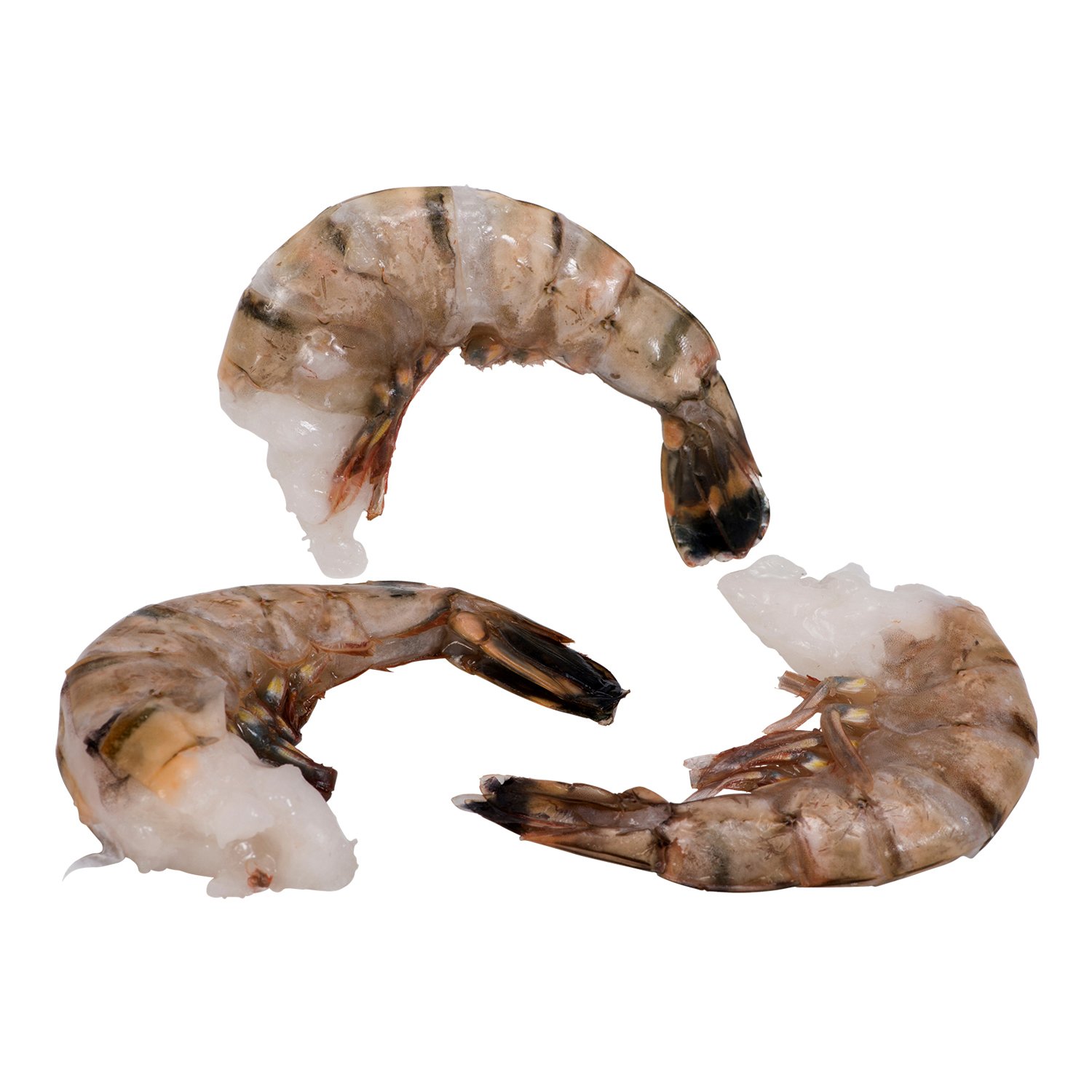 Thawed Raw Black Tiger Shrimp 6 to 8 un per lb