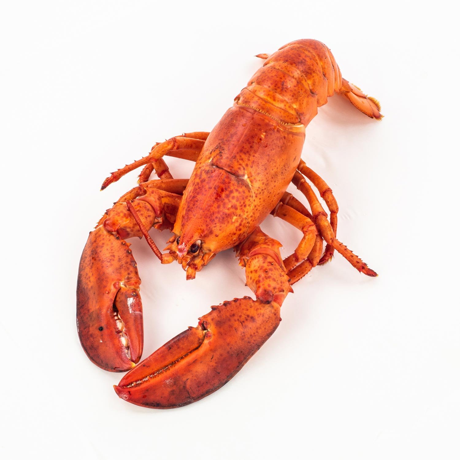 Cooked Lobster