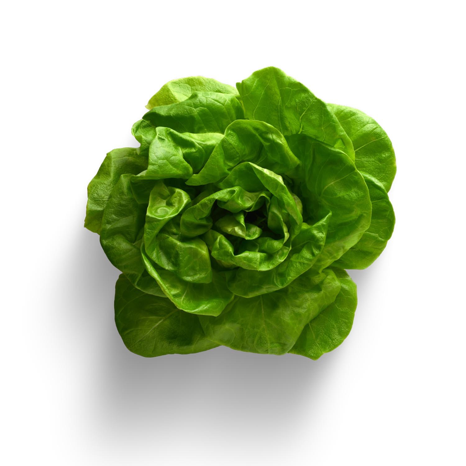 Boston Lettuce x2