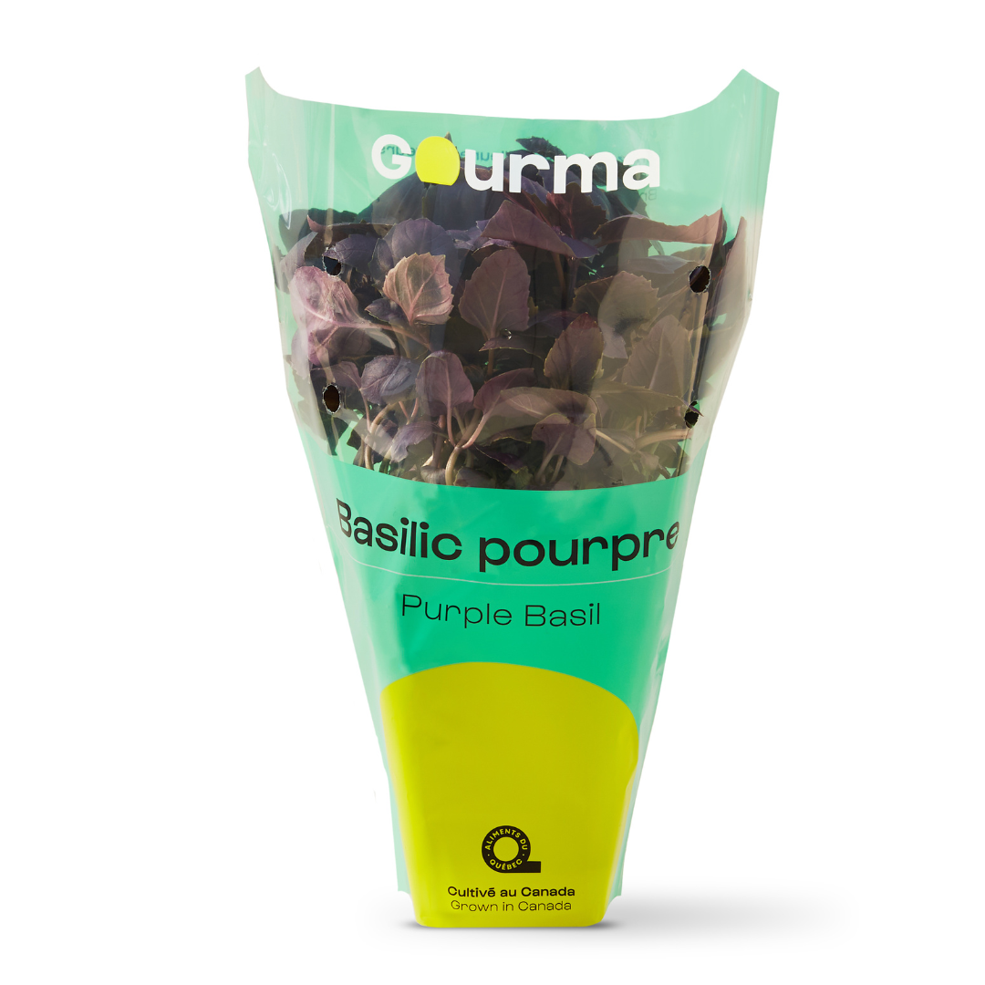 Basilic pourpre